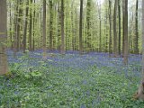Hyacintenjogging 2016 - 089.jpg